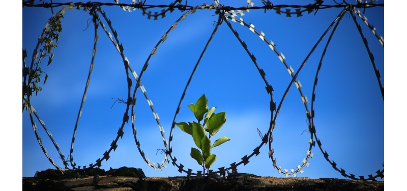 Carcere e pene detentive